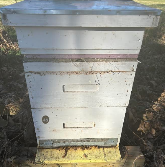 Established hive